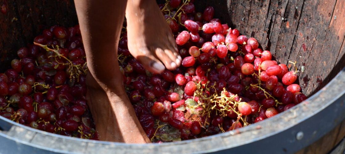 Festival al vinului, organizat în premieră lângă locul unde a fost descoperit Tezaurul de la Pietroasele / Buzău Wine Fest începe cu tradiționala zdrobire a strugurilor cu picioarele goale