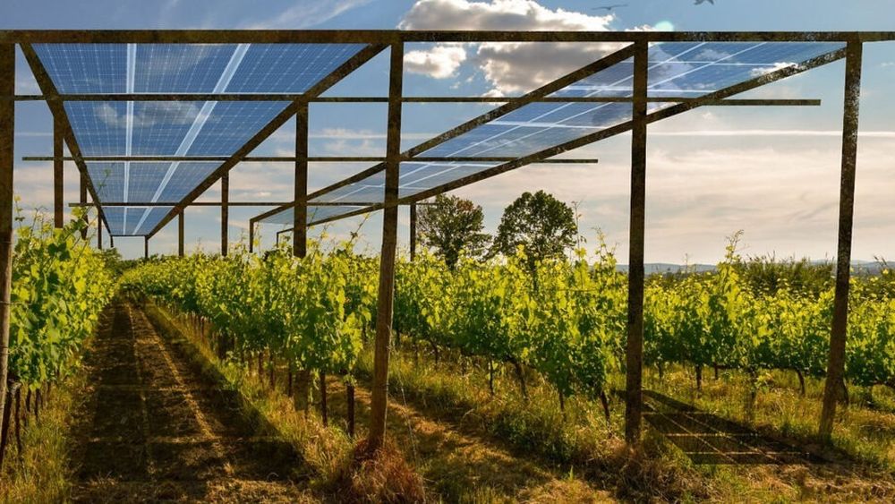 Via și panourile solare, o combinație promițătoare: Un startup a dezvoltat un sistem agrivoltaic care se ajustează automat pentru a maximiza producția de energie și struguri