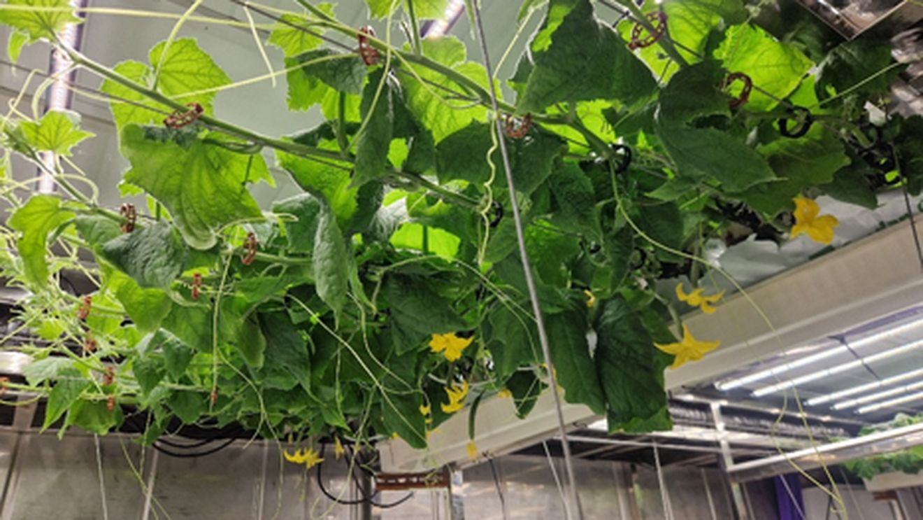 Vând castraveți la bulgari? Nu, la cehi! ”500 de kg pe săptămână”