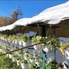 FOTO | Un clujean și-a amenajat o grădină suspendată cu 400 de ghivece de căpșuni. A investit doar 2.000 de lei și culege fructe și toamna