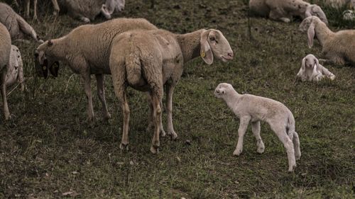 Focarul de pestă din Bihor a fost lichidat: Mieii pot fi vânduți și în afara județului / Sacrificarea este permisă, dar târgurile rămân interzise