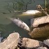 Pești morți în Lacul Corbu: Administratorul acuză compania de apă de poluare din cauza deversărilor / Apele Române a trimis un echipaj în control: ”Intuim o scădere a oxigenului din cauza caniculei”
