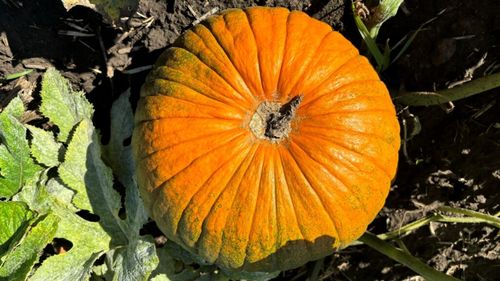 Din pământul fertil al Câmpiei Bărăganului: varză, pepeni și … dovleci buni de plăcintă/”Cultivăm 250 de ha, cu respectarea regulilor de bune practici agricole” - Ionel Cârstoiu, director economic, Gheorghe Doja Cooperativă Agricolă