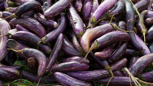 Vinete modificate genetic pentru a atinge un nivel ridicat de beta-caroten / A fost folosită o genă de la o bacterie