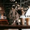Japonia începe prima inspecție națională a cafenelelor cu animale. Peste 1.700 de animale au fost găsite în doar 25 de localuri
