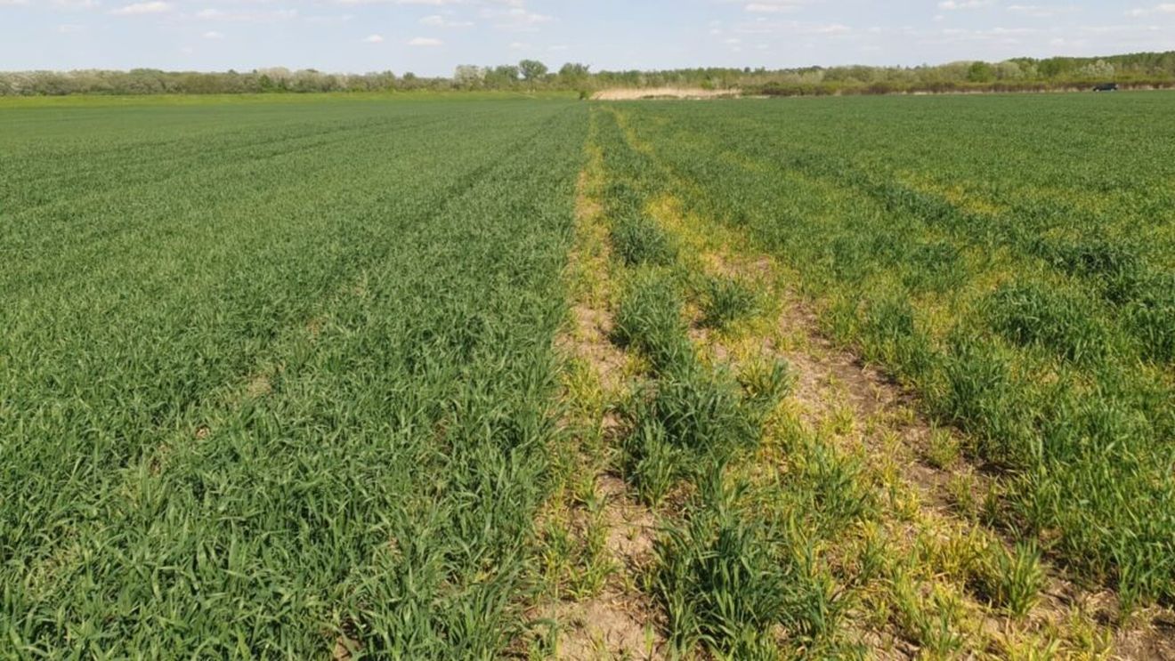 Probleme în culturile de toamnă: atacuri ale dăunătorilor asupra rapiței, grâului și orzului. Fermierii spun că reglementările UE pun piedici serioase în combatere