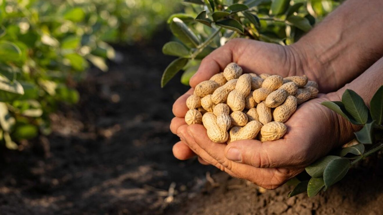 Mars investește 5 milioane de dolari în cercetarea agricolă inovatoare pentru a proteja și perfecționa arahidele