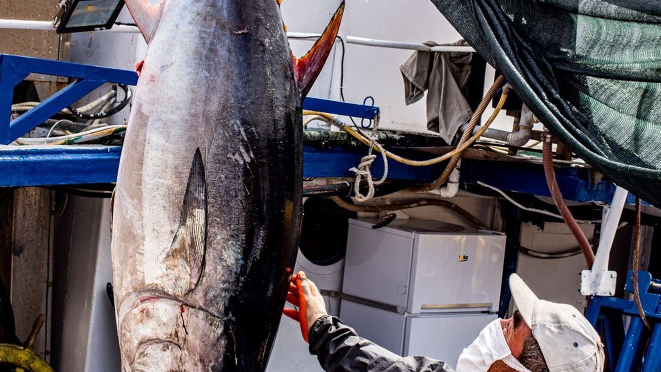 Japonia: Un ton roşu a fost vândut la licitaţie pentru aproape 1,3 milioane de euro