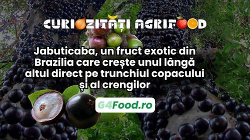 Curiozități agrifood - 27 februarie: Jabuticaba, un fruct exotic din Brazilia care crește unul lângă altul direct pe trunchiul copacului și al crengilor