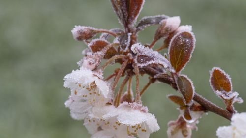 Producătorii de fructe şi legume solicită autorităţilor măsuri urgente, după ce culturile au fost afectate de ger