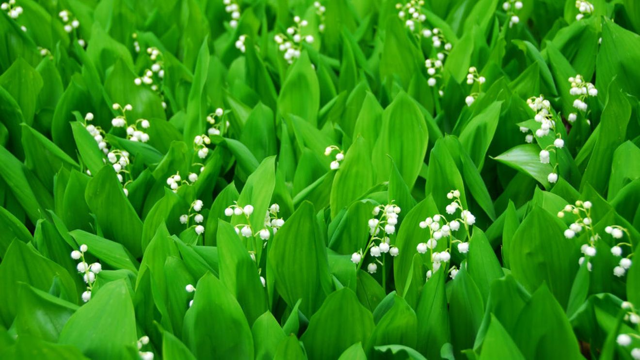 Șapte plante pe care să nu le cultivi niciodată în grădina ta / Unele se răspândesc necontrolat, iar altele fac prea multă mizerie