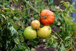 Cum crești roșii gustoase acasă. Ghid complet pentru plantare, îngrijire și recoltare