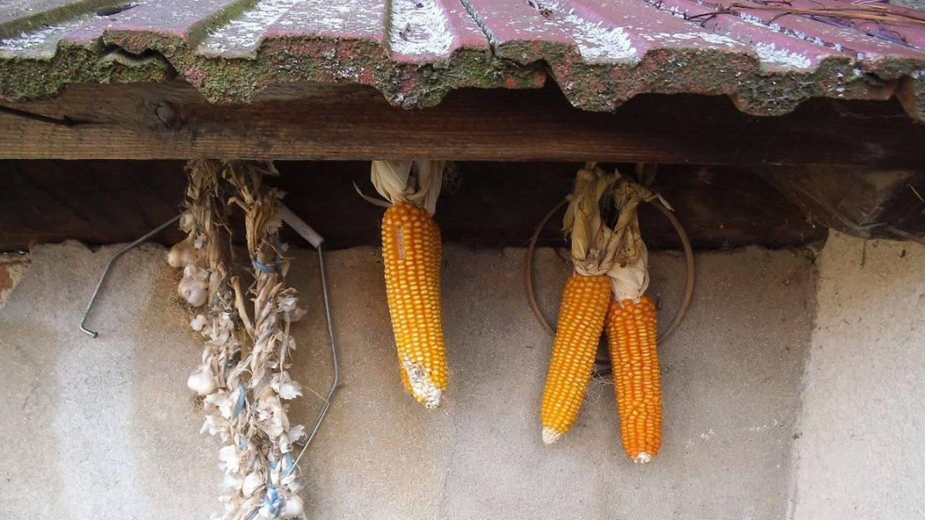 Comisia Europeană către autoritățile de la București: ”ajutați fermele mici cu potențial mare de dezvoltare”