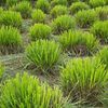 Trei plante care pun țânțarii pe fugă, mai eficient decât insecticidele/ Grădinarii le recomandă