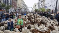Peste 1000 de oi vor străbate străzile centrale din Madrid de Sărbătoarea Transhumanței. Păstorii, nemulțumiți de modificare traseului convențional din cauza manifestațiilor neautorizate