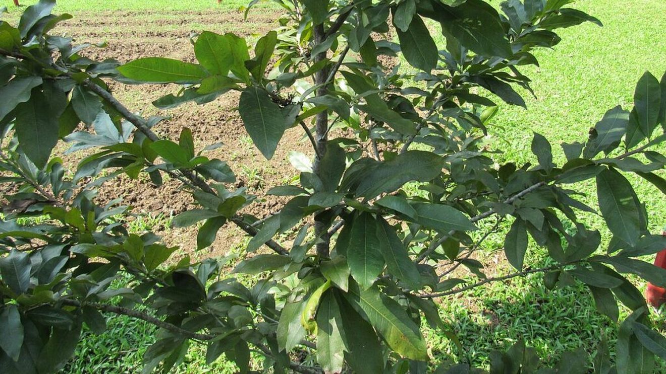 Cum să crești un fistic chiar la tine pe balcon: Sfaturi de plantare și îngrijire / Dacă ai spațiu pentru două plante, cumpără un exemplar masculin și unul feminin