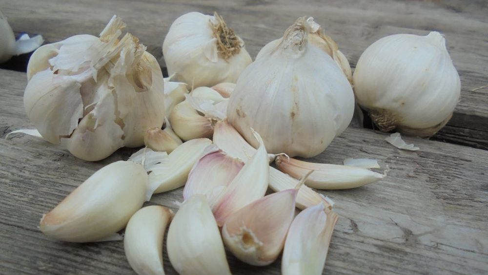 Câți bani au încasat cultivatorii de usturoi din Botoșani, din bugetul național, pentru producția din 2019