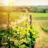 Cum se pregătește agricultura pentru schimbările climatice / Specialiști din cinci țări s-au întâlnit la Bujoru