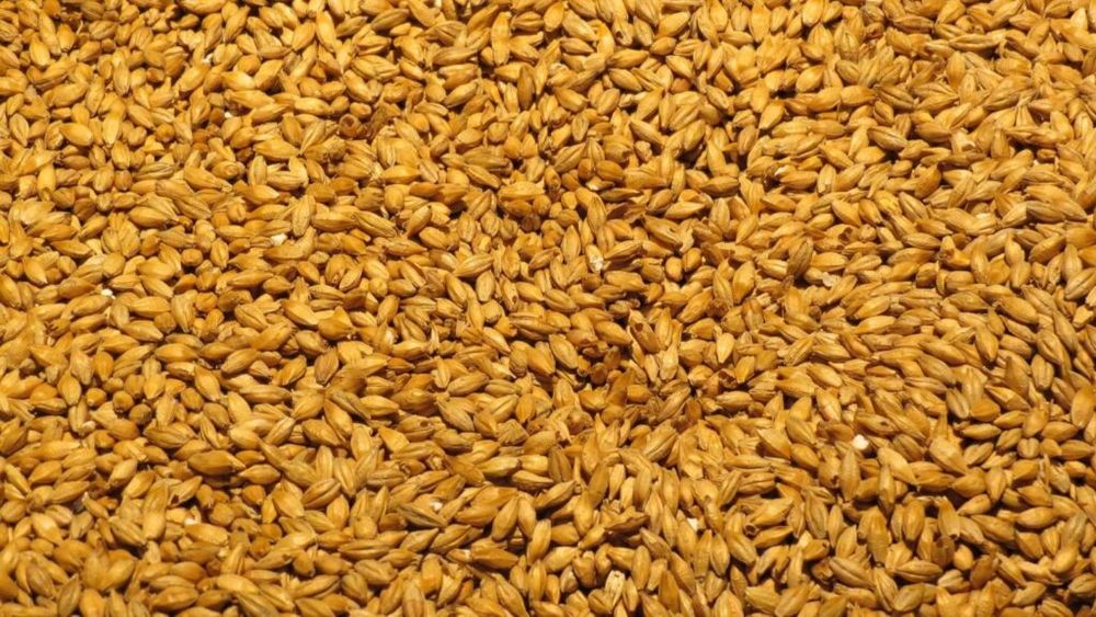 Orzul românesc, expediat la aproape 9.000 de km distanță, în Vietnam / Țara din Extremul Orient a plătit peste 15.000.000 de euro de la începutul anului comercial