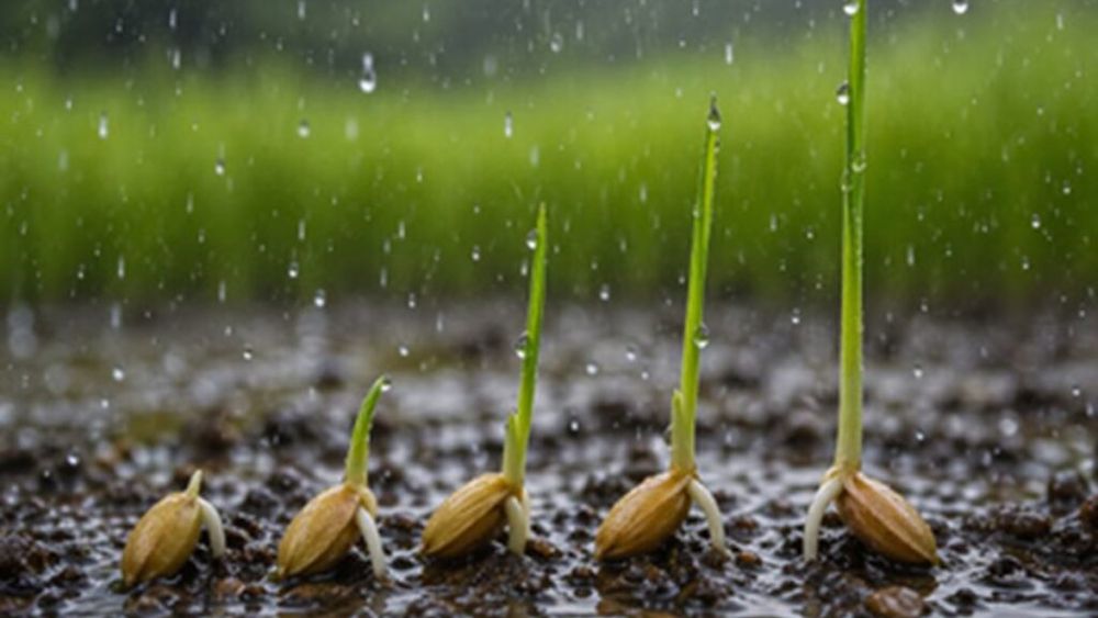 Plantele ar putea „auzi” ploaia / Un studiu arată că semințele germinează cu până la 40% mai repede când percep sunetul picăturilor / Sunetul ploii ar putea fi un semnal de supraviețuire pentru plante