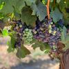 Podgoriile din California dispar pe fondul scăderii consumului de vin / Fermierii lasă strugurii pe viță sau defrișează plantațiile