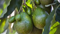 Avocado-ul fatal / Ce s-a întâmplat în cele patru zile după ce fructul a lovit în cap un bebeluș de numai 12 zile