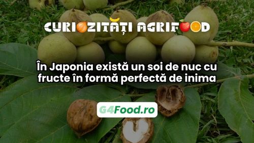 Curiozitate agri-food 14 martie: În Japonia există un soi de nuc cu fructe în formă perfectă de inima