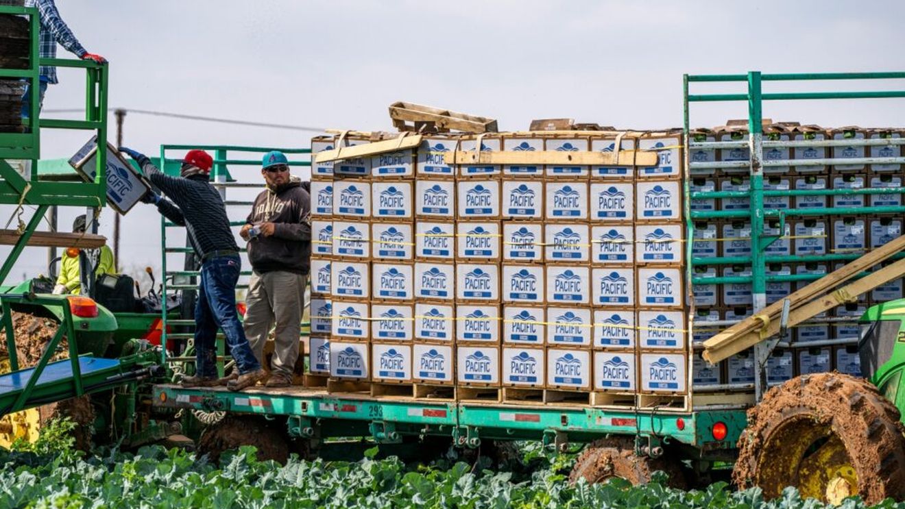 Alimente ideale pentru pachetul de prânz al fermierilor / Legumele, cerealele, proteinele și lactatele, baza alimentației sănătoase, ce oferă energie pentru o zi lungă de muncă
