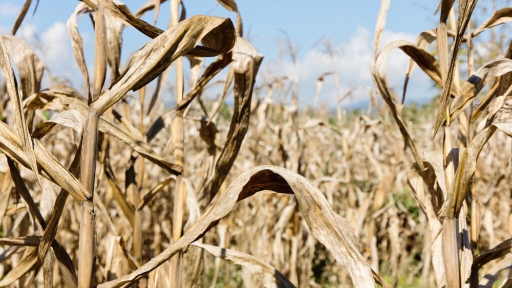 Seceta, tot mai severă în Europa: Pierderile anuale ar putea urca la 17,5 miliarde euro dacă temperatura globală crește cu 3°C / Fermierii își pierd recoltele, agricultura, transportul și energia sunt afectate