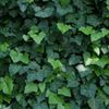 Cum să distrugi iedera, plantă care îți distruge zidurile casei/ Pregătește un erbicid natural din trei ingrediente pe care le ai în bucătărie