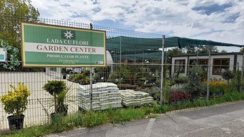 Teleorman: Satul Lada a devenit „lada cu flori”. Un bucureștean a investit banii câștigați în străinătate în producția de plante aromatice și ornamentale / Nu a avut succes cu legumele