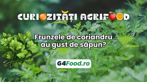Curiozitatea agrifood - 25 iulie: Dacă ți se pare că frunzele de coriandru au gust de săpun e din cauza genelor tale