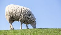 Alertă sanitar-veterinară în Buzău / Focar de variolă ovină și caprină depistat într-o fermă cu 1.800 de animale