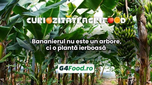 Curiozități agri-food 27 noiembrie: Bananierul nu este un arbore, ci o plantă ierboasă