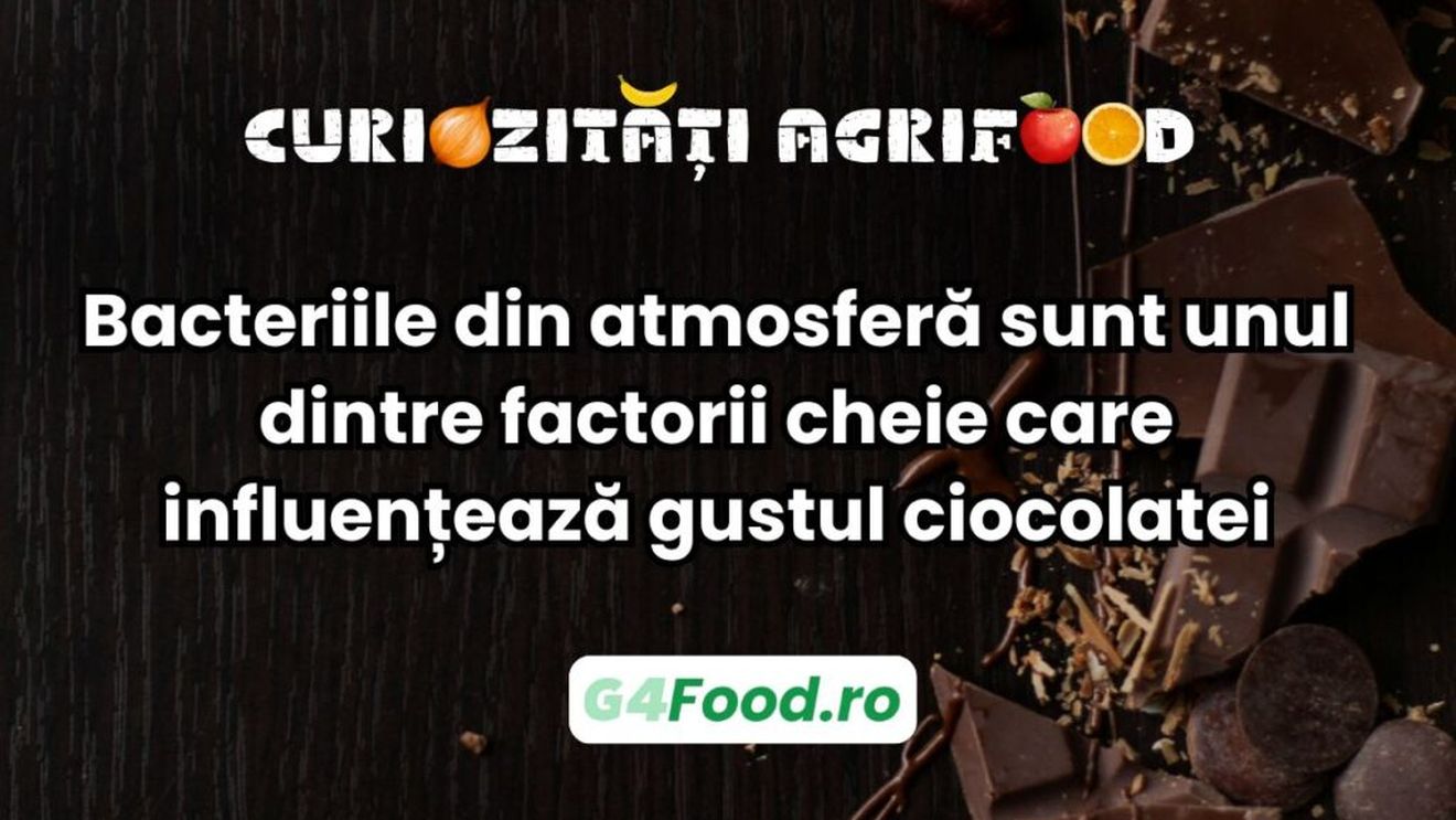 Curiozități agrifood: Bacteriile din atmosferă sunt unul dintre factorii cheie care influențează gustul ciocolatei