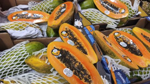 FOTO-VIDEO | Cum să cultivi papaya în ghiveci. Plantele de papaya pot fi masculine, feminine sau hermafrodite, ultimul soi fiind cel mai căutat