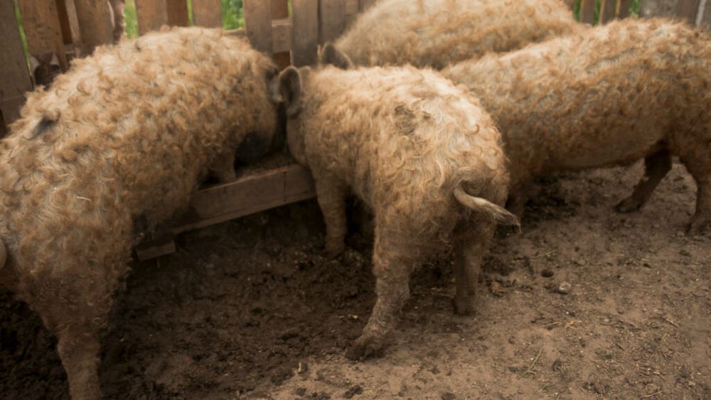 Ajutor de minimis pentru crescătorii de porci Bazna și Mangalița / Statul propune un sprijin de 2.300 de lei pentru fiecare scroafă de reproducție