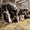 Alertă în SUA! Gripa aviară s-a răspândit la 27 de ferme de lapte din statul Washington, în doar 3 săptămâni!