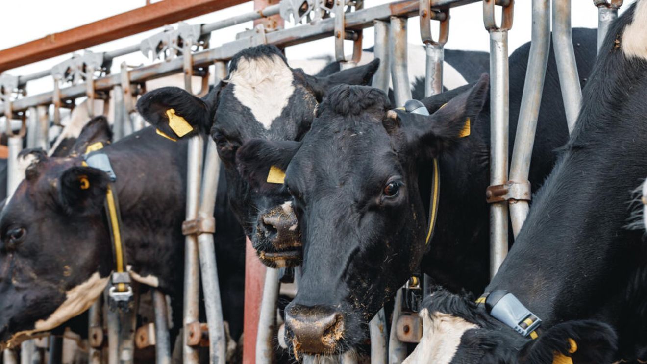 Cât costă o junincă Holstein cu pedigree, în Irlanda/ Încrederea în sectorul laptelui este cea care susține piața
