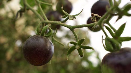 Roșia neagră: Cum se cultivă și cum o îngrijești până la recoltă / Cu un gust unic, bogată în antioxidanți și relativ ușor de cultivat, este o alegere excelentă pentru grădinarii amatori și profesioniști deopotrivă