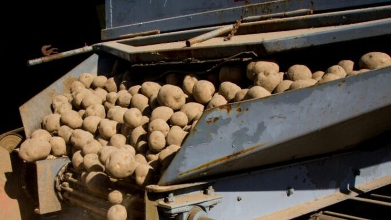 Cartofii conduc în topul scumpirilor înregistrate anul acesta în Rusia/ Recolta de cartofi a Rusiei a scăzut cu 12% anul trecut