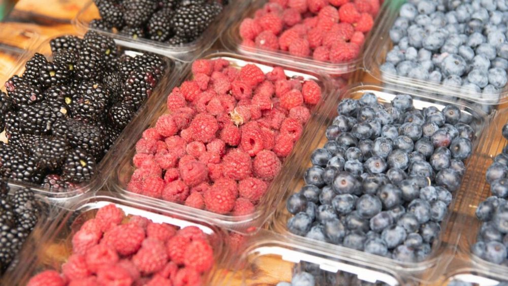 Pe lângă zmeură și afine, Transylvania Berry cultivă și mure pe o suprafață de 0,5 hectare, pe care nu o va extinde / Proprietarul a investit undeva la 450.000 de euro pentru a reabilita ferma