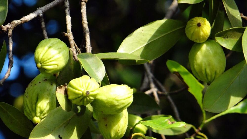 Autoritatea pentru siguranță alimentară din Franța avertizează populația să nu consume suplimente pentru slăbit care conțin Garcinia cambogia