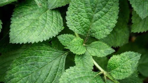 La ce e bun ceaiul de urzică / Promisiuni din medicina tradițională și ce spun, de fapt, studiile