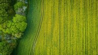 Ministerul Agriculturii deschide două linii de finanțare pentru ferme mici, floricultură și plante medicinale. Buget total de 113 milioane de euro