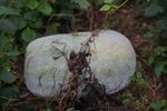 Pepenele de iarnă care poate ajunge la 20 de kilograme și se păstrează luni întregi fără frigider / „Uriașul” cultivat la Buzău