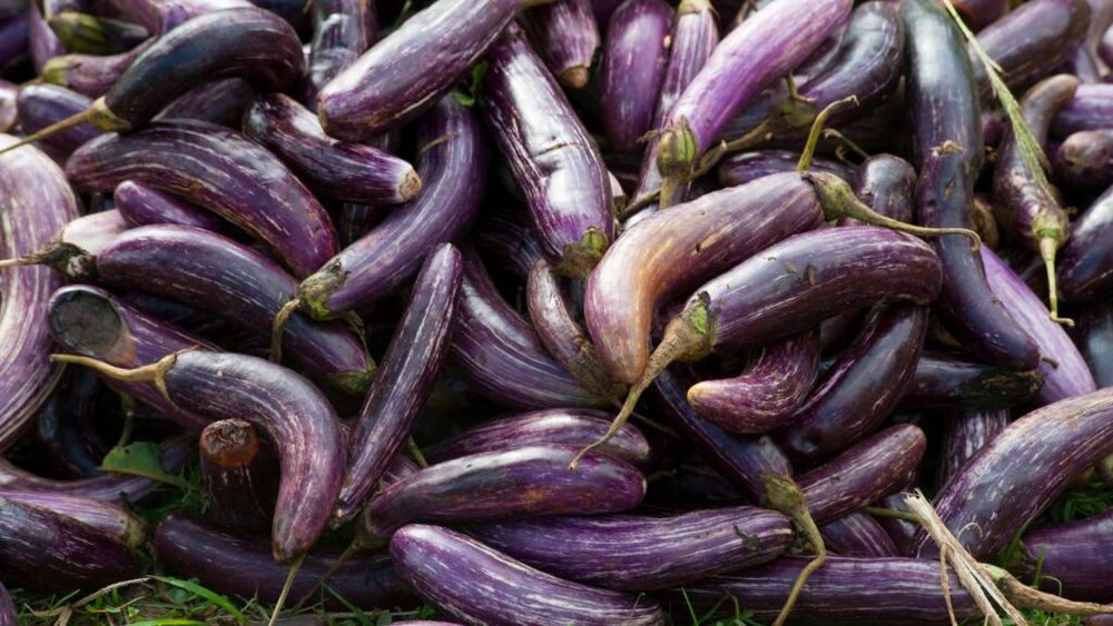 Vinete modificate genetic pentru a atinge un nivel ridicat de beta-caroten / A fost folosită o genă de la o bacterie