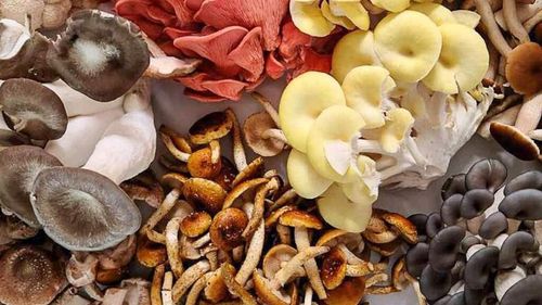 De la joburi în Silicon Valley la o micro-fermă urbană sau despre nevoia de întoarcere acasă. „Câștigam 8.000 de dolari pe lună în compania Tesla, dar am ales să cultiv ciuperci la Milano”