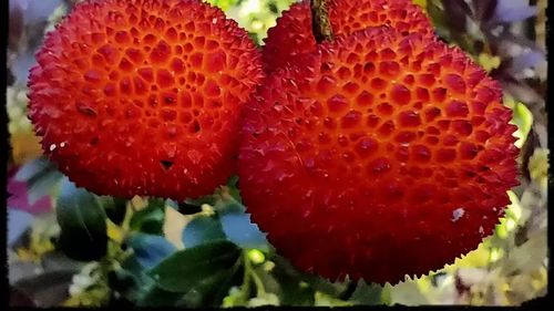 Legume și fructe rare și neobișnuite din întreaga lume, în ferma de 6 ha a unui cuplu în zona de centru a Italiei. Le și prelucrează singuri și vând conservele unor localuri sau online