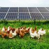 Model nou în fermele bio: Găini crescute sub panouri fotovoltaice, într-un sistem de „dublă utilizare” a terenului